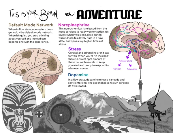 A page from the illustrated guide, “This is Your Brain on Adventure,” with drawings of the brain labeled for the default mode network, norepinephrine, stress, and dopamine.